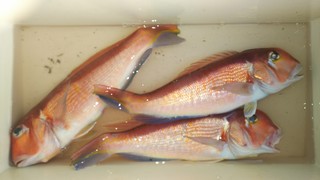 IMG_20201225_145614.jpg